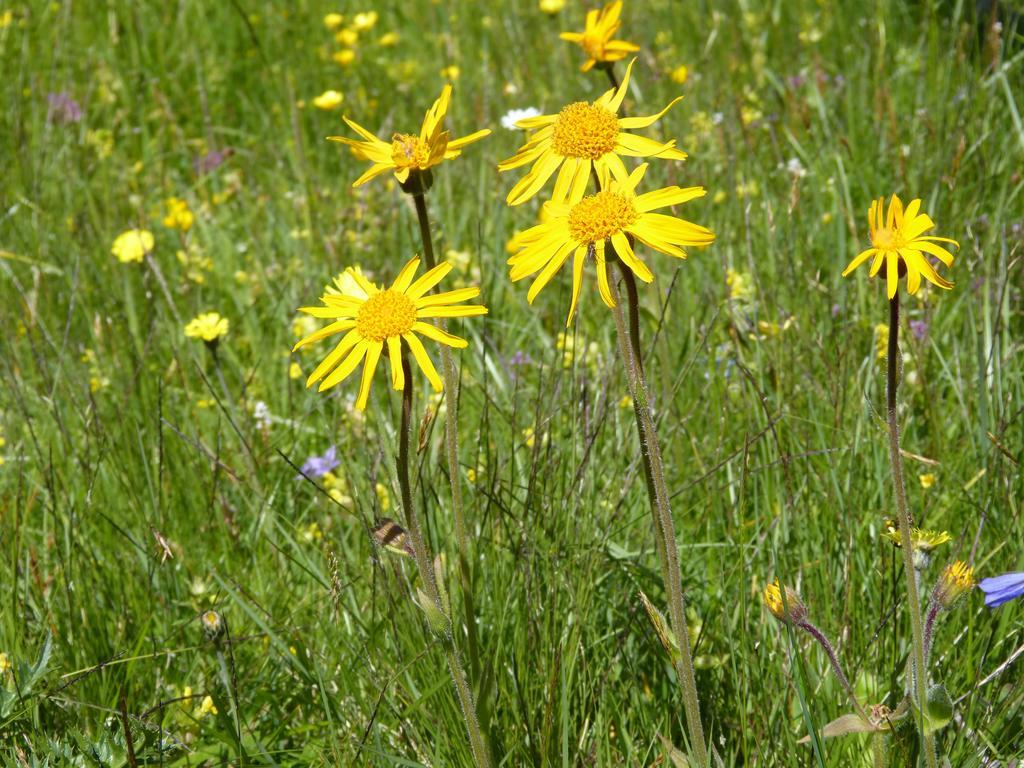 Residence Edelweiss Anterselva di Mezzo Esterno foto